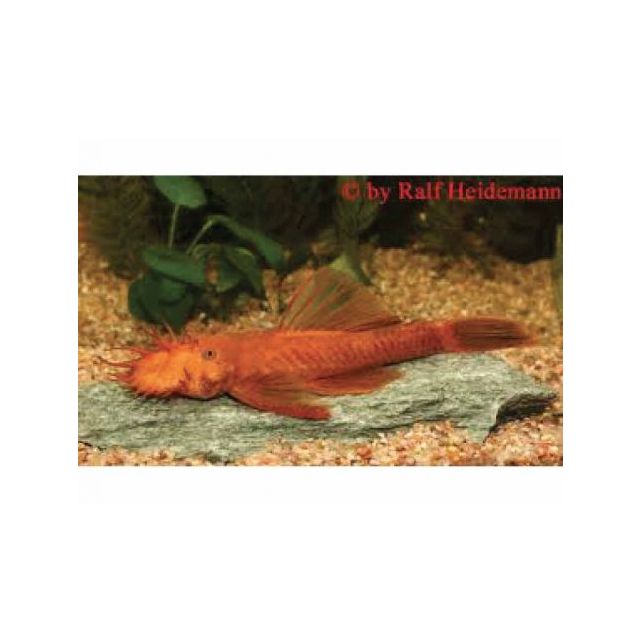 Ancistrus Super Red 3-4cm