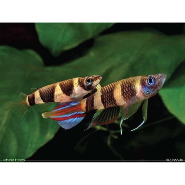 Epiplatys Annulatus 1-1,5cm