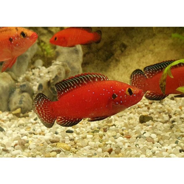 Hemichromis Exsul 3-4cm