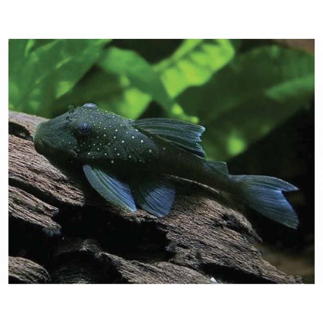 l128 Hemiancistrus sp. Blue 3-4cm