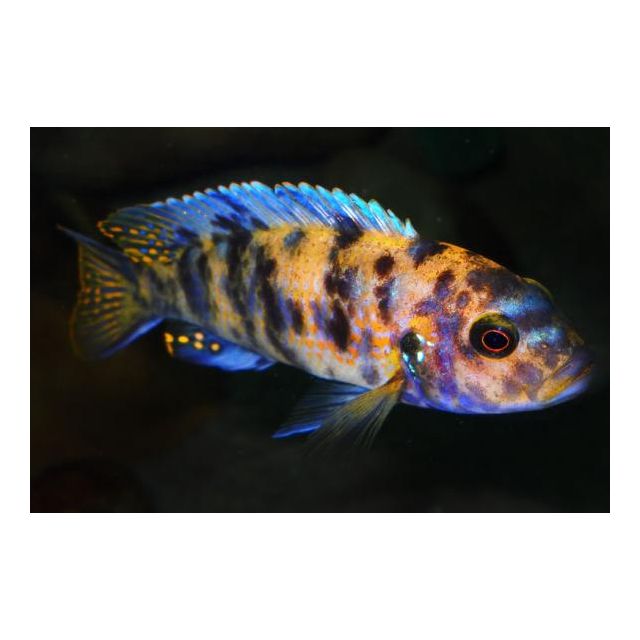 Pseudotropheus zebra OB 4-5cm