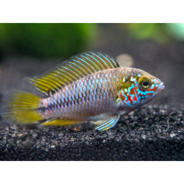 COPPIA Apistogramma Borelli OPAL 2-3cm