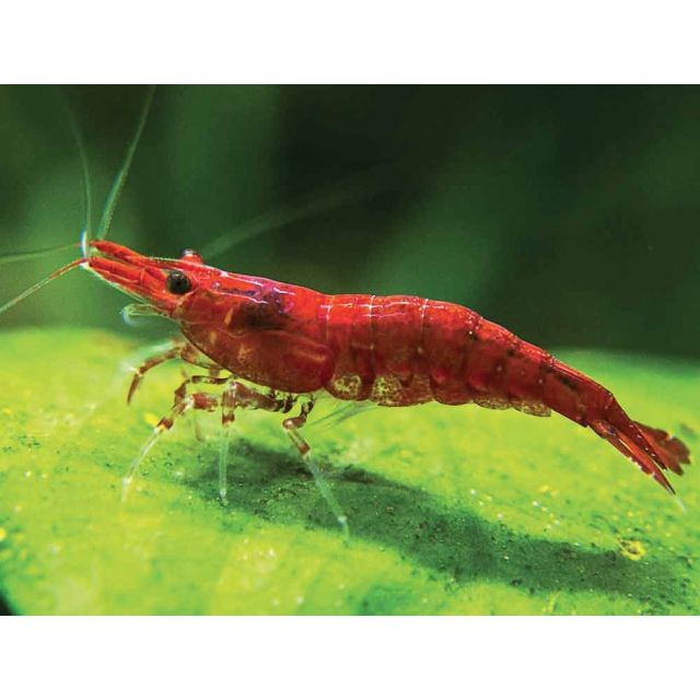 Neocaridina Red Cherry 1-2cm