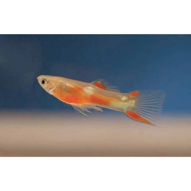 COPPIA Guppy Endler red chest blond