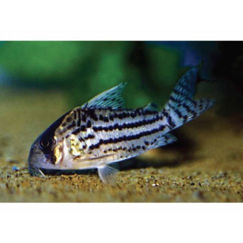 Corydoras Schwartzi tg 1-2cm